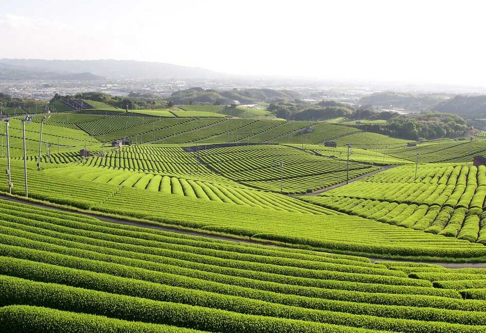 Yame Chuo Tea Garden Tour